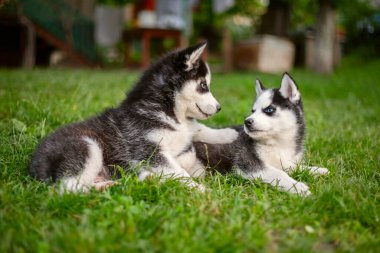 Şirin Sibirya kurt köpekleri, mavi gözlü, yaz günü yeşil çimlerde oturan..