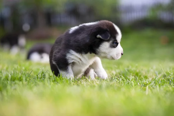 Cute siberian husky puppy with blue eyes sitting in green grass on a summer day.