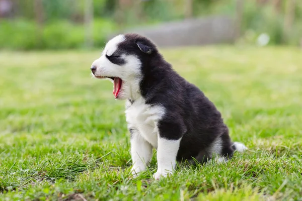 Schattige Siberische Husky Puppy Met Blauwe Ogen Zittend Groen Gras — Stockfoto