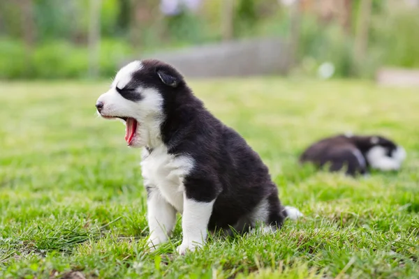 Schattige Siberische Husky Puppy Met Blauwe Ogen Zittend Groen Gras — Stockfoto