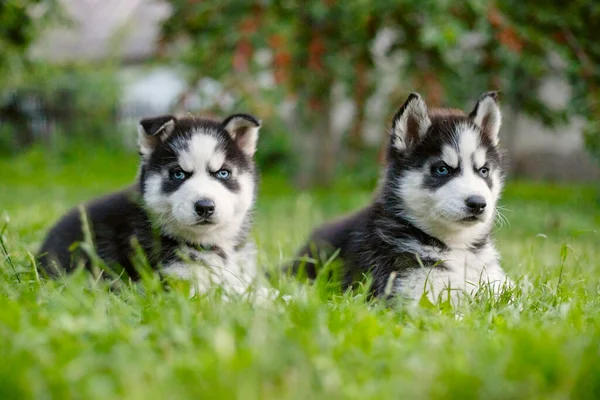 Şirin Sibirya Kurt Köpekleri Mavi Gözlü Yaz Günü Yeşil Çimlerde — Stok fotoğraf