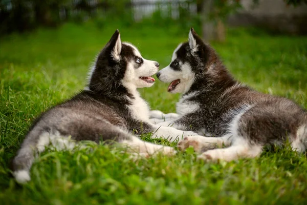 Cute Siberian Husky Puppies Blue Eyes Sitting Green Grass Summer — Stock Photo, Image