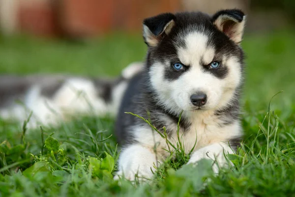 Lindo Cachorro Husky Siberiano Con Ojos Azules Sentado Hierba Verde —  Fotos de Stock
