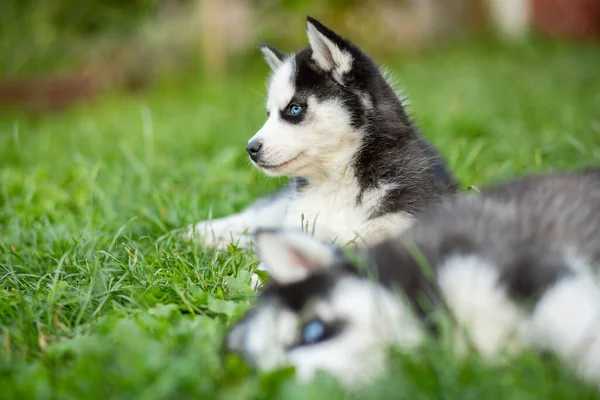 Lindo Cachorro Husky Siberiano Con Ojos Azules Sentado Hierba Verde —  Fotos de Stock