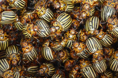 Bir sürü Colorado patates böceği. Colorado 'daki bir patates böceği salgını patates mahsulünü tehdit ediyor..