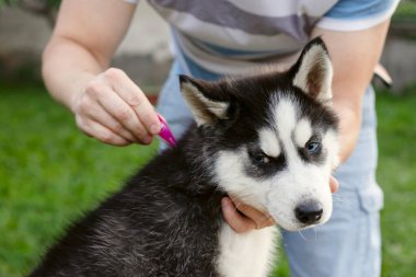 Köpeğinin pörsümüş kemiklerine asalak ilacı damlatan adama yaklaş. Safkan Husky köpeği için kene ve pire önleme.