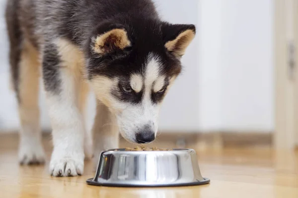귀여운 허스키 강아지 집에서 그릇에서 음식을 있습니다 강아지가 음식을 있습니다 — 스톡 사진