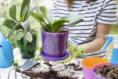Orkide nakli yapan bitkiler. Eldivenli kadın, beyaz tahta masadaki yeni çömleğe orkide naklediyor..