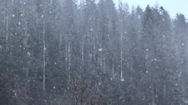 Sakin bir kış sahnesi yoğun bir ormana yavaşça düşen karı yakalar. Uzun ağaçlar kar yağışının ortasında duruyor. Huzurlu ve huzurlu bir doğal ortam yaratıyor..