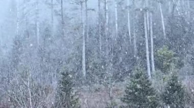 Karla kaplı bir ormanın sükunetini hissedin. Bu video, uzun ağaçların arasında hafif bir kar yağışı yakalar ve mevsimlik projeler için mükemmel bir kış manzarası yaratır..