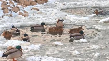 Bir grup ördek kar ve buzla çevrili kısmen donmuş bir gölette yüzer. Kış sahnesinde ördekler soğuk suda dolaşır ve dirençlerini gösterir..