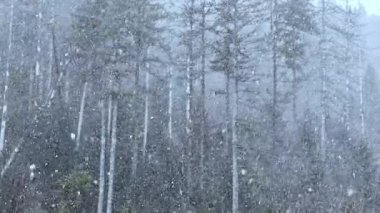 Kar tanelerinin yavaşça düştüğü bir kış ormanının sakinliğini hissedin, huzurlu ve huzurlu bir atmosfer yaratın. Uzun ağaçlar, yavaşça inen karın ortasında durur. Kış manzarasını güzelleştirir..