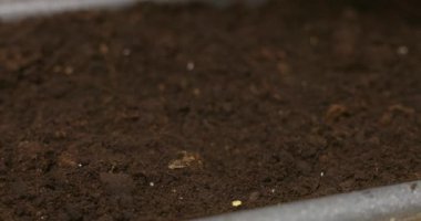 Hızlandırılmış bir videoyla toprakta filizlenen tohumların büyüleyici sürecine tanık olun. Görüntüler fidelerin yavaş yavaş ortaya çıkışını yakalıyor, bitkilerin büyümesinin güzelliğini vurguluyor..