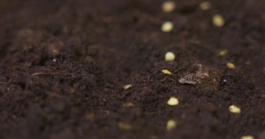 Yakından çekilen bir video zengin, karanlık toprağa tohum eken bir eli gösteriyor. Bu bahçıvanlık sahnesi tohum ekme sürecini vurguluyor, büyümeyi ve ekilmeyi vurguluyor..