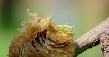 Bir dalın üzerinde yumurta kutusundan çıkan peygamber devesi perisinin yakın çekim videosu. Sahne, yumurtadan çıkmanın hassas sürecini bulanık bir arkaplanla doğal bir ortamda yakalıyor..