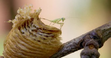 Peygamber devesi perilerinin bir ağaç dalındaki yumurta kabuğundan yumurtadan çıkışını gösteren yakın çekim video. Küçük böcekler ortaya çıkar ve çevrelerini keşfederler. Büyüleyici bir doğal süreç sergilerler..
