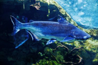 Akvaryumda yüzen bir Pangasius balığının yakın çekimi, parlak vücudunu ve canlı mavi tonlarını kayalık bir zemin üzerinde sergiliyor, suda yaşam çeşitliliğini vurguluyor..