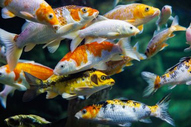 Berrak suda yüzen renkli koi balıklarının çarpıcı görüntüsü canlı turuncu, beyaz ve sarı desenlerini sergiliyor. Görüntü, su yaşamının güzelliğini ve sükunetini yakalar..
