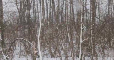 Karla kaplı ağaçlarla kaplı bir ormanın olduğu sakin bir kış sahnesi. Kar taneleri nazikçe düşer ve bu doğal ortamda huzurlu ve huzurlu bir atmosfer yaratır..