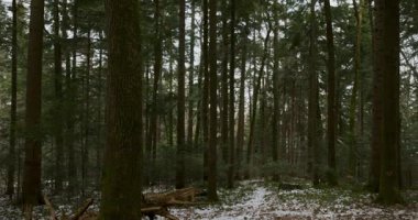 Uzun, yeşil ağaçların ve hafif karla kaplanmış toprağın olduğu sakin bir kış ormanı sahnesi. Yoğun ormanlık, huzurlu ve doğal bir atmosfer yaratır..