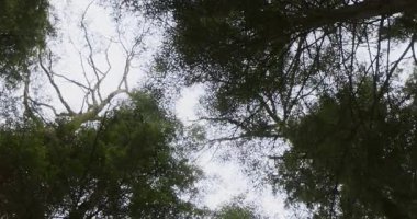 Berrak bir gökyüzüne karşı yemyeşil bir ağaç gölgesinin görüntüsünü yakalayan sakin bir sahne, doğanın güzelliğini ve dalların ve yaprakların oluşturduğu karmaşık desenleri gözler önüne seriyor..