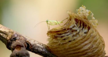 Bir dalın üzerinde yumurta kutusundan çıkan peygamber devesi perisini gösteren detaylı bir video. Yakın plan, böceğin karmaşık detaylarını ve doğal ortamını yakalar..