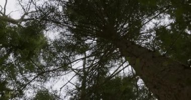 Yüksek çam ağaçlarının sakin manzarası yemyeşil yapraklarını bulutlu bir gökyüzüne karşı sergiliyor. Video, sık bir orman ortamının sükunetini ve doğal güzelliğini yakalıyor..