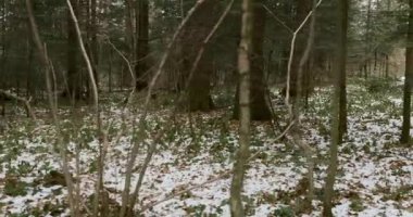 Sakin bir kış ormanı sahnesi, zemini kaplayan hafif karlı. Uzun ağaçlar, soğuk ve huzurlu bir ortamda doğanın güzelliğini gösteren barışçıl bir atmosfer yaratırlar..