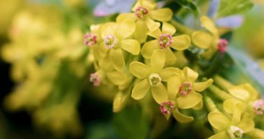 Yeşil yapraklarla çevrili küçük sarı çiçek kümesinin detaylı bir görüntüsü. Görüntü, botanik veya bahçe temaları için uygun narin taç yaprakları ve doğal açık hava ortamını vurgular.