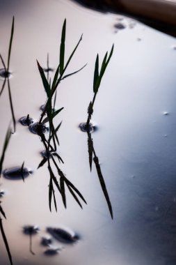 Yumuşak, dikey bir fotoğraf Amadorio Barajı 'ndaki suyun pürüzsüz yüzeyini kıran birkaç çimen yaprağını yakalıyor. Düşük ışık ya da yansıyan ışık, çimen bıçaklarını keskin, karanlık siluetlere dönüştürür. 