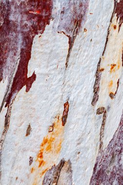 Bir ağacın kabuğunun engebeli, soyulmuş tabakalarını yakalayan detaylı bir makro çekim altında beyaz, sessiz kırmızı ve turuncu-kahverengi çizgiler, Akdeniz Arbutus karakteristiği.