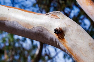 Kabuk renginin soluk, parlak beyaz / griden daha sıcak bir turuncuya geçişini gösteren pürüzsüz, kalın bir dalın yakın çekimi, çerçevenin merkezine yakın küçük, koyu, kömürleşmiş veya düğümlenmiş bir büyümeyi içerir..