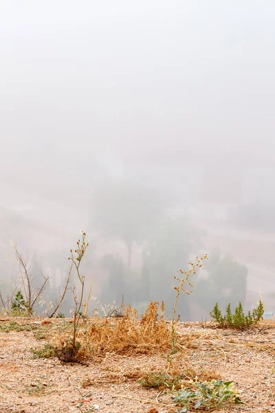 Ön planda, çöküşün kıyısındaki kuru ve bakımsız çöl bitkilerine odaklanarak uzak bir manzaranın yoğun sis tarafından yavaşça bulanıklaştığı bir vadiye bakılıyor..
