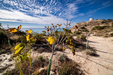 Sarı-yeşil yapraklı küçük bir bitki, muhtemelen genç bir incir, kıyı yolu boyunca ön planda duruyor. Yol, La Malladeta kulesine ve yoğun mavi ve beyaz gökyüzünün altında ışıldayan turkuaz Akdeniz 'e doğru uzanıyor..