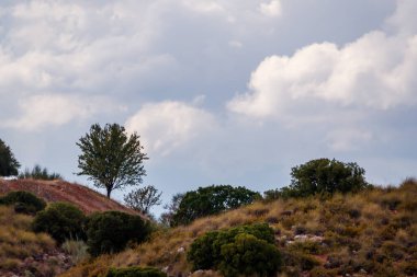 A wide, tranquil view of a single tree atop a terracotta-colored hill, with patches of green scrub. The sky is partially covered with soft, white stratocumulus clouds in the region of Alhambra, Ciudad Real, Spain.
