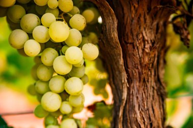 Sarmaşığın kabuk kaplı gövdesinin hemen yanında asılı kalın, dolgun, soluk sarı üzümlerden oluşan canlı bir yakın plan. Pürüzsüz, olgun meyveler ve derinden sevilen olgun ahşap arasındaki açık tezat, yaşını ve cömertliğini belirler.