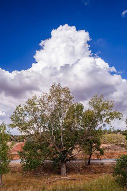 Yalnız, büyük bir pamuk ağacı ya da kavak ağacı parlak mavi bir gökyüzüne karşı duruyor, yüksek, dramatik kümülüs bulut formasyonunun üstünde ve Alhambra, Ciudad Real, İspanya yakınlarındaki kırsalın kırmızı-kahverengi yamaçları tarafından destekleniyor..
