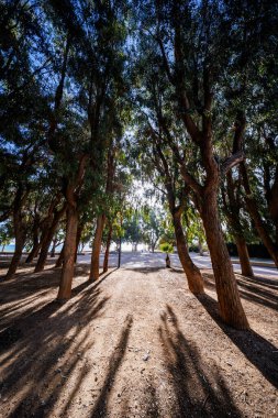 Yüksek okaliptüs ağaçlarının gövdeleri parlak bir açıklığa doğru eğilen yoğun bir küme arasından büyüleyici bir manzara. Kumlu yol, gözü parlak ışığa ve denizin ötesindeki manzaraya yönlendirir. Tr 'nin dramatik gölgeleriyle vurgulanır.