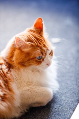 Odin Newman 'ın dokulu bir yüzeye uzanmış, sakin bir ifadeyle, kalın turuncu ve beyaz ceketini gösterirken dikey bir görüntüsü..