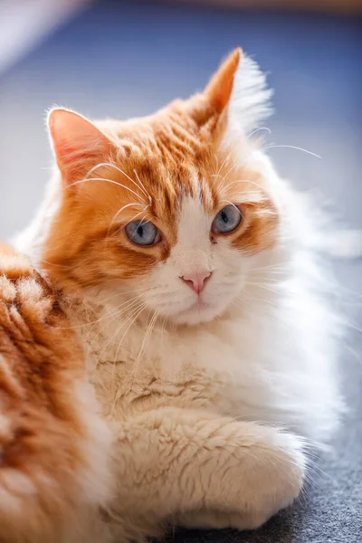 Kedi Odin Newman 'ın güzel bir dikey portresi, uzanmış ve mavi gözleriyle soğuk mavi bir arka plana hafifçe bakıyor..