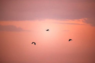 Uçan üç balıkçıl, gölgelik alanda yumuşak pembe ve turuncu bir günbatımı gökyüzüne karşı siluette yakalanır..