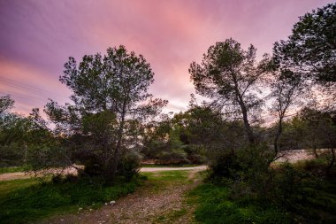Alacakaranlıkta geniş açılı çam ağaçlarının doğal park alanında dramatik pembe ve mor bir gökyüzü görüntüsü..