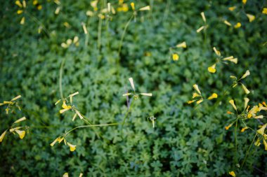 Akdeniz parkında yemyeşil bir zemin örtüsünün üzerinde yükselen birkaç sarı Bermuda düğün çiçeği manzarası.