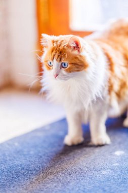 Odin Newman mozaik zeminde sırtüstü uzanmış, parlak mavi gözlerle kameraya bakarken fırçayla tımarlanıyor..