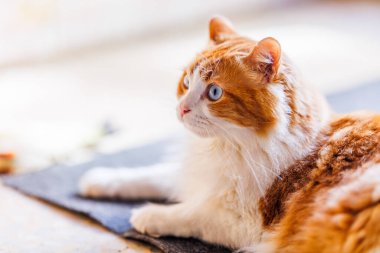 Odin Newman mozaik zeminde sırtüstü uzanmış, parlak mavi gözlerle kameraya bakarken fırçayla tımarlanıyor..