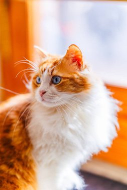 Odin Newman mozaik zeminde sırtüstü uzanmış, parlak mavi gözlerle kameraya bakarken fırçayla tımarlanıyor..