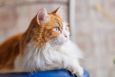 Odin Newman 'ın çarpıcı yan görünüşlü portresi, uzun saçlı kızıl ve beyaz kedi, çarpıcı mavi gözleriyle kameradan dışarı bakıyor. Yumuşak ışıklandırma, onun tüylü beyaz göğsünü ve canlı turuncu kürkünü tarafsız bir arkaplana vurguluyor..