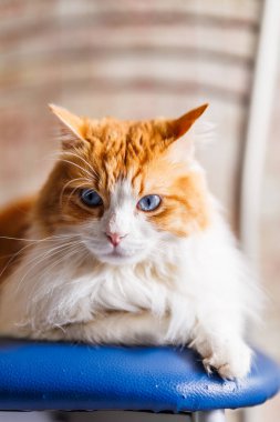 Mavi bir yüzeyde oturan Odin Newman 'ın büyüleyici bir portresi. Yoğun mavi gözleri odak noktası, anlamlı bıyıkları ve kızıl ve beyaz kürkünün zengin dokusuyla tamamlanmış..