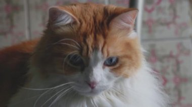 Odin 'in çarpıcı yakın çekimi, uzun saçlı, turuncu ve beyaz. Video, sakin bir şekilde etrafına bakarken onun yoğun mavi gözlerini ve kraliyet yüz ifadesini yakalıyor ve sonra gözlerini aşağı doğru kapalı bir şekilde odaklıyor..