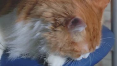 Odin Newman 'ın yakın plan portresi, tüylü turuncu ve beyaz bir kedi, doğrudan kameraya bakıyor yoğun mavi gözlerle..